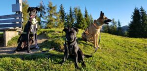 Laika, Hope und Snoopy